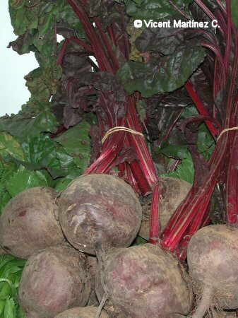 remolacha roja