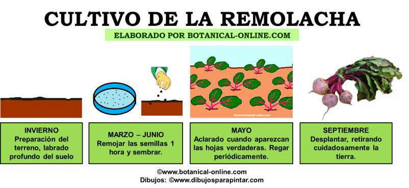 Cultivo de la remolacha