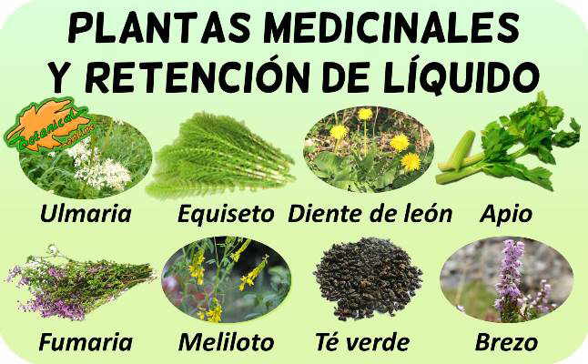 retencion liquidos plantas remedios tratamiento natural plantas medicinales