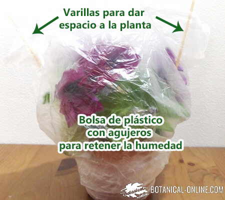 maceta riego vacaciones conservar humedad bolsa plastico