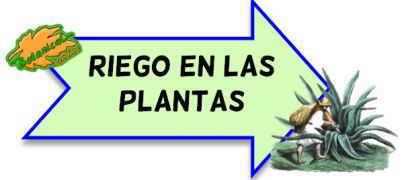 riego plantas