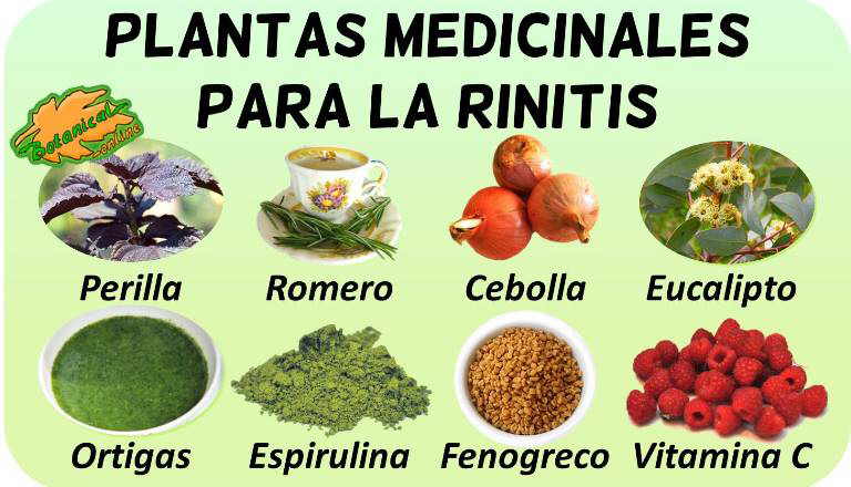 remedios rinitis tratamiento natural plantas medicinales