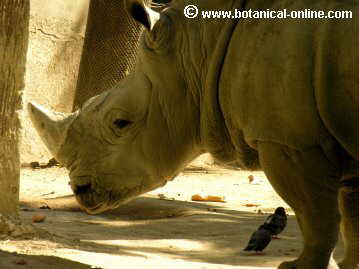 rinoceronte2