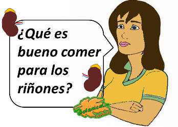 que alimentos y dietas son buenas para los riñones, como comer que sea beneficioso para la vejiga