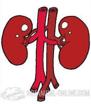 dibujo riñones sistema renal riñón