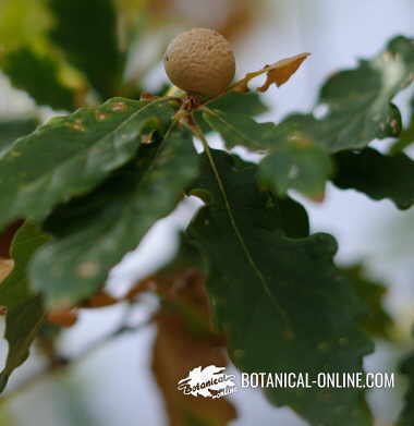 agalla de roble