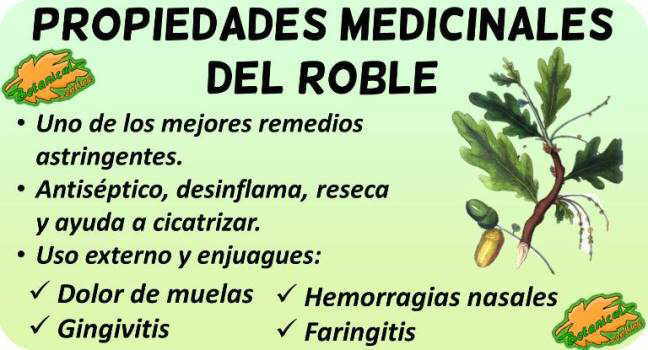 roble propiedades bellotas