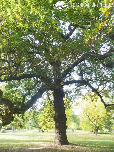 quercus robur