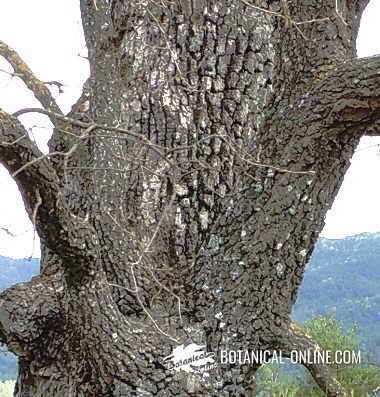 Detalle de un tronco de roble