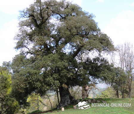 roble de gran tamaño