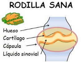 rodilla sana