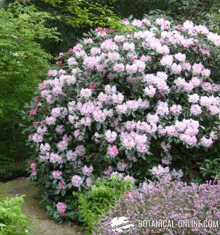 azalea rododendro lutea