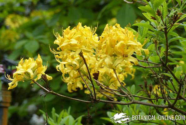 azalea rododendro lutea