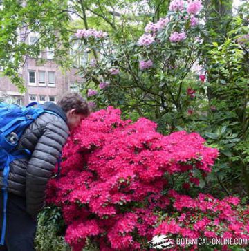 jardin botanico hortus botanicus holanda