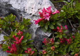 flora de montaña