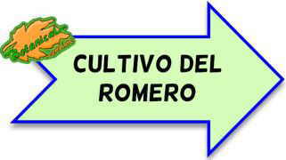 cultivo del romero