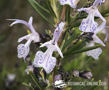 flores de romero