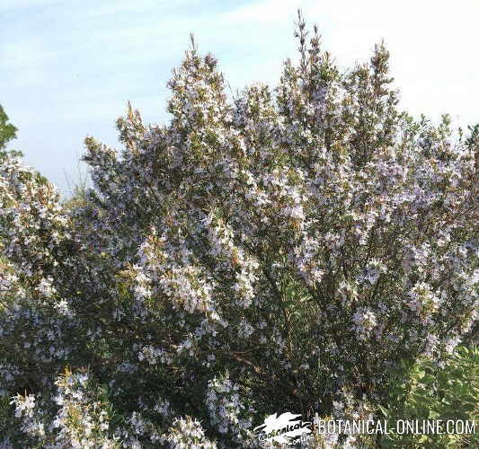 romero en flor