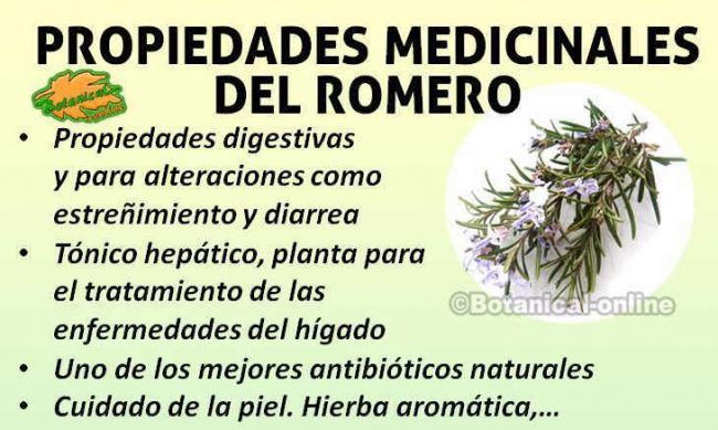 Beneficios y propiedades medicinales curativas del romero en remedios naturales