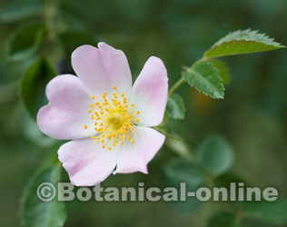 flor rosa canina