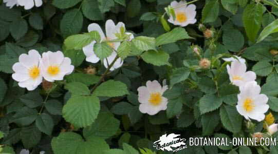 rosa canina flores planta