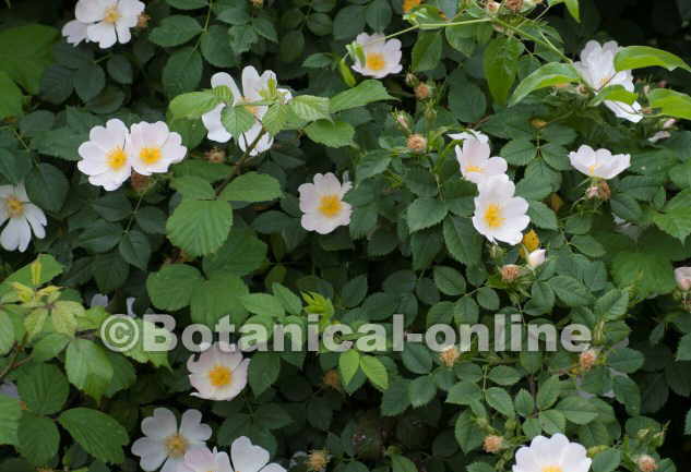 rosa canina flores planta