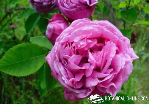 rosa centifolia antigua