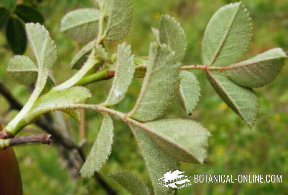 rosa mosqueta rubiginosa 