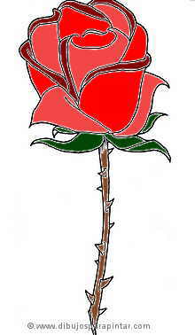 rosa