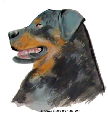 Dibujo de rottweiler 