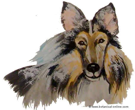 Dibujo de rough collie 