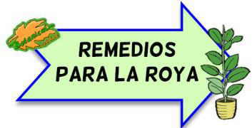 remedios para la roya