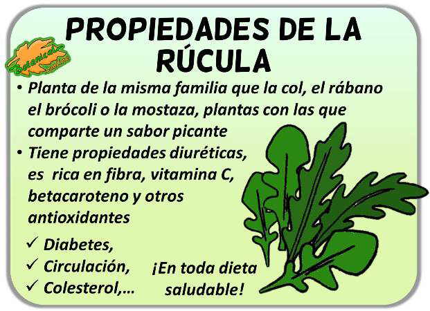 propiedades de la rucula arugula eruca vesicaria y sus beneficios