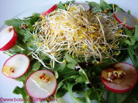 ensalada de rúcula con germinados