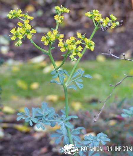 ruda en flor ruta graveolens