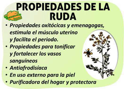 Propiedades De La Ruda Botanical Online