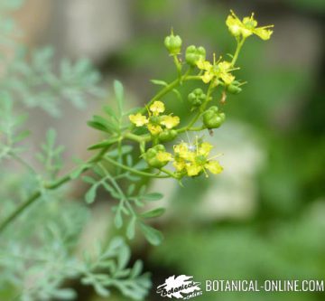 Semillas de Ruda, Ruta graveolens o Ruda hortense