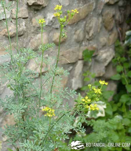 ruda en flor ruta graveolens