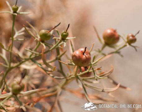 ruda siria frutos