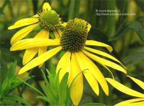 Rudbeckia lacininiata