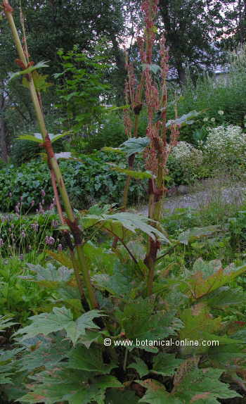 Photo of linden flowers