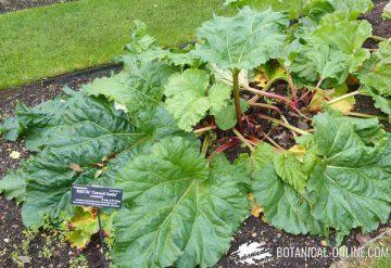 rhubarb