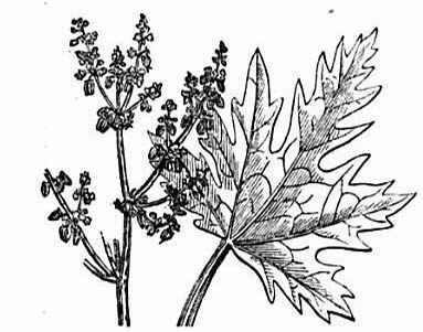 rheum palmatum