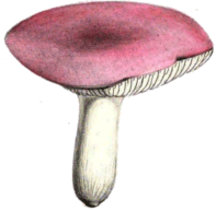 russula emetica