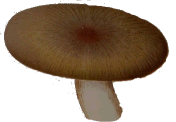 Russula cyanoxantha seta