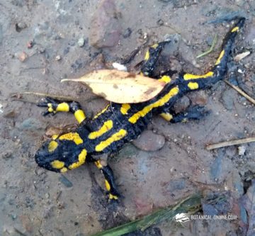 Salamandra común