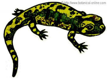Dibujo de salamandra