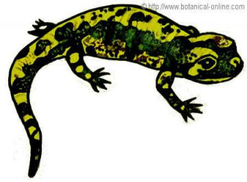 Salamandra común