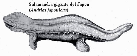 Salamandra gigante del Japón
