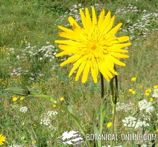 salsifi tragopogon